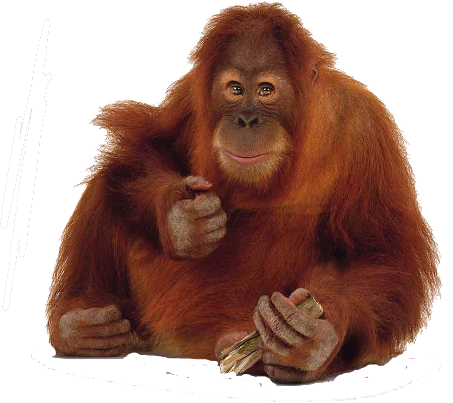 Animals Png Free Images Orangutan Ostrich - Orang Utan Png (991x840), Png Download