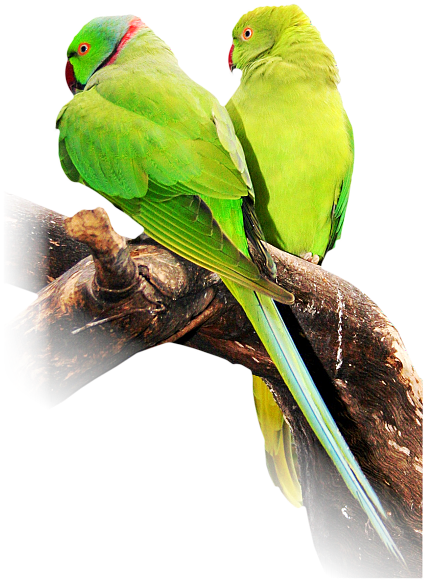 Indian Ringneck Parakeet - Indian Ringneck Parakeet Png (426x581), Png Download