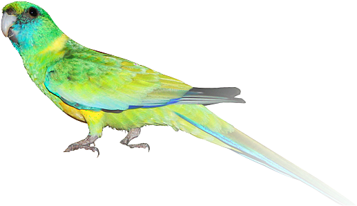 Indian Parrot Png - Cloncurry Parakeet (583x299), Png Download