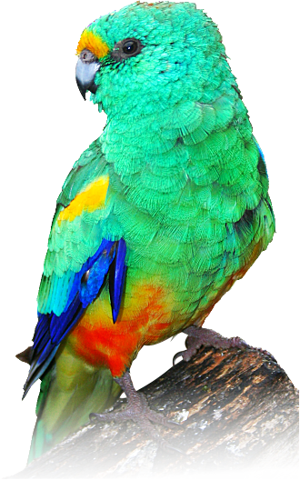 Indian Parrot Png - Mulga Parrot Painting (330x528), Png Download