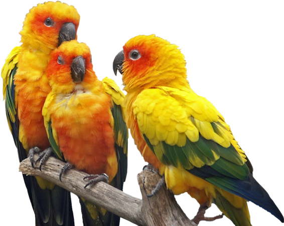 Publicat De Eu Ciresica La - Birds (600x470), Png Download