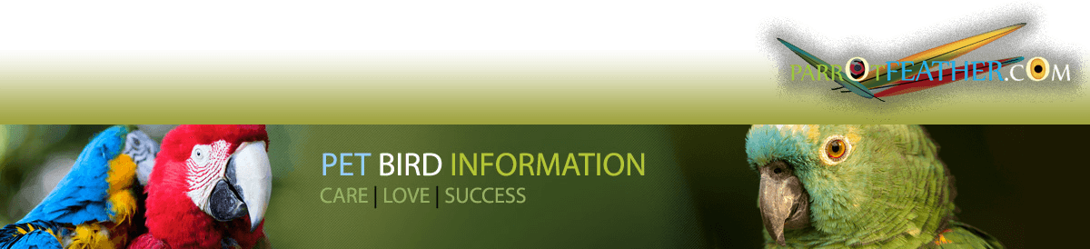 Indian Ringnecks - Grey Parrot (1200x274), Png Download