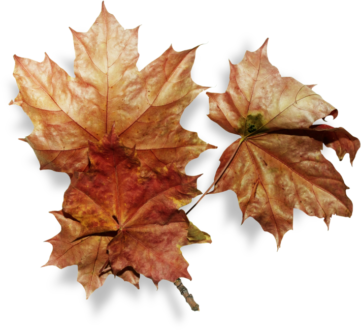 Folhas Secas Png (800x729), Png Download