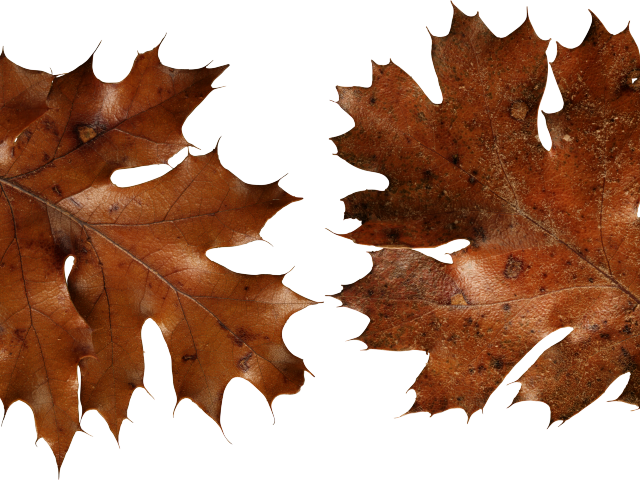Autumn Leaves Clipart Dry Leave - Autumn Leaf Png Brown (640x480), Png Download