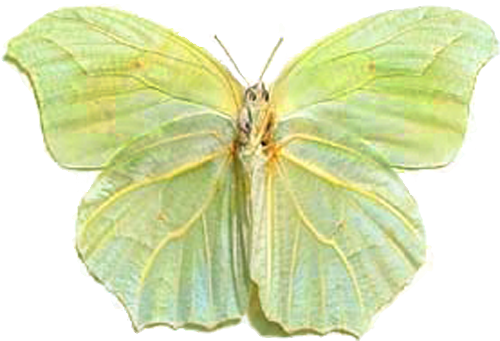 Anteos Clorinde Nivefera Green Leaf2 - Green Leaf Butterfly (500x341), Png Download