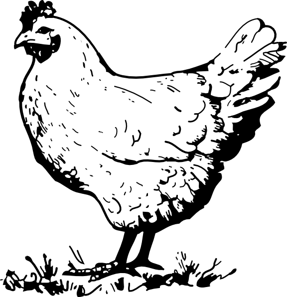 Hen Chicken Clip Art At Vector Clip Art Image - Reproductive System Of Chicken And Functions (576x596), Png Download