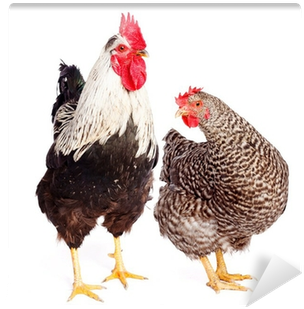 Rooster And Chicken On White Background Wall Mural - Chicken (400x400), Png Download