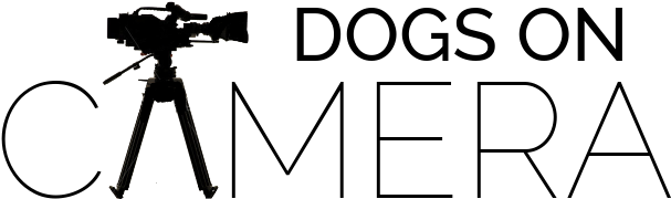 Logo Camera Gold (670x250), Png Download