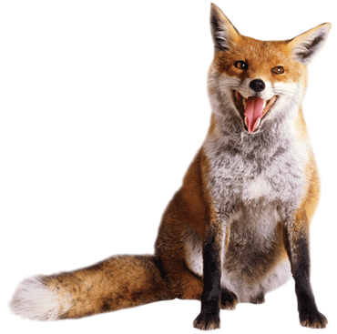 Animal Fox1 - Wolf Vs Coyote Vs Fox (370x367), Png Download