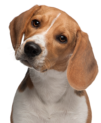 Volunteer - Sitting Dog (510x470), Png Download