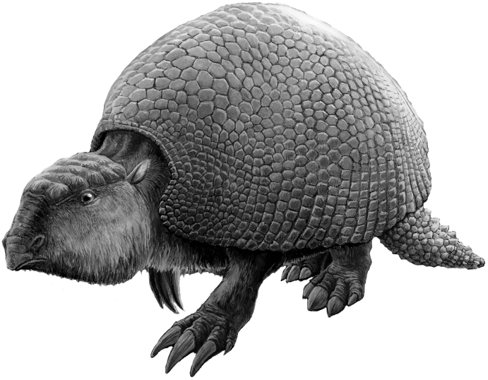 Glyptodon Silhouette - Glyptodon (691x538), Png Download
