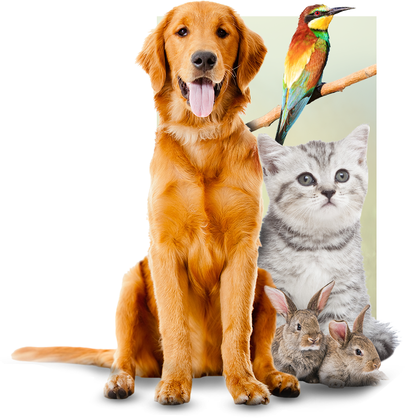 Tri-city Animal Hospital - Sitting Dog (811x837), Png Download