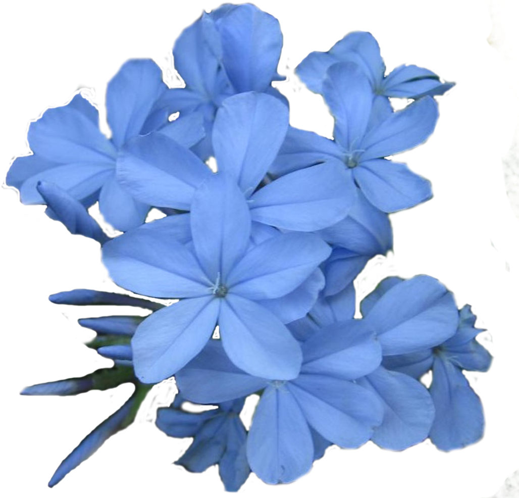 Jasmine Flower Png Images Flower Wallpaper Hd - Blue Jasmine Flower Png (1200x1200), Png Download