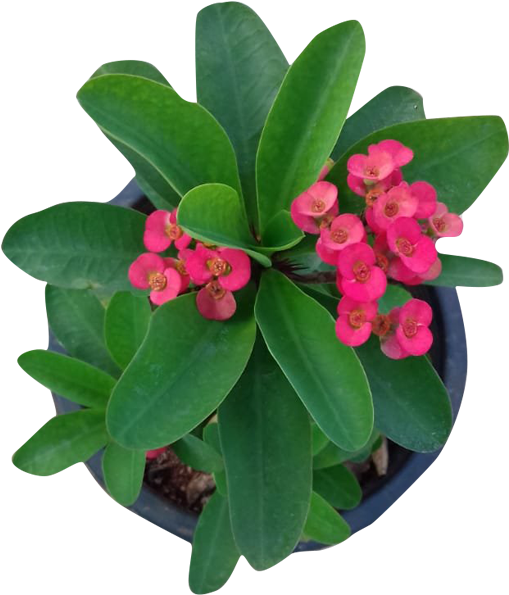 Euphorbia Milli - Crown-of-thorns (600x600), Png Download