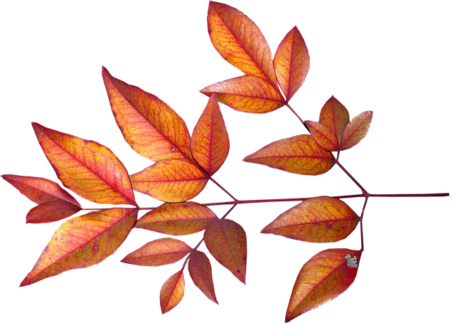 Leaves, Bamboo, Autumn, Fall, Garden - Autumn (478x340), Png Download