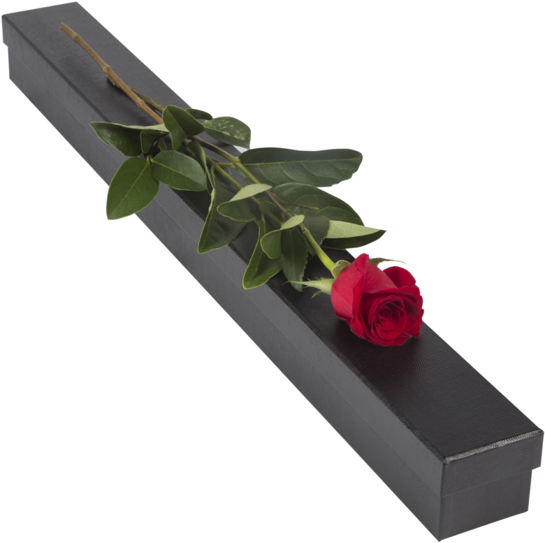 Single Red Rose- Presentation Box - Garden Roses (957x1024), Png Download