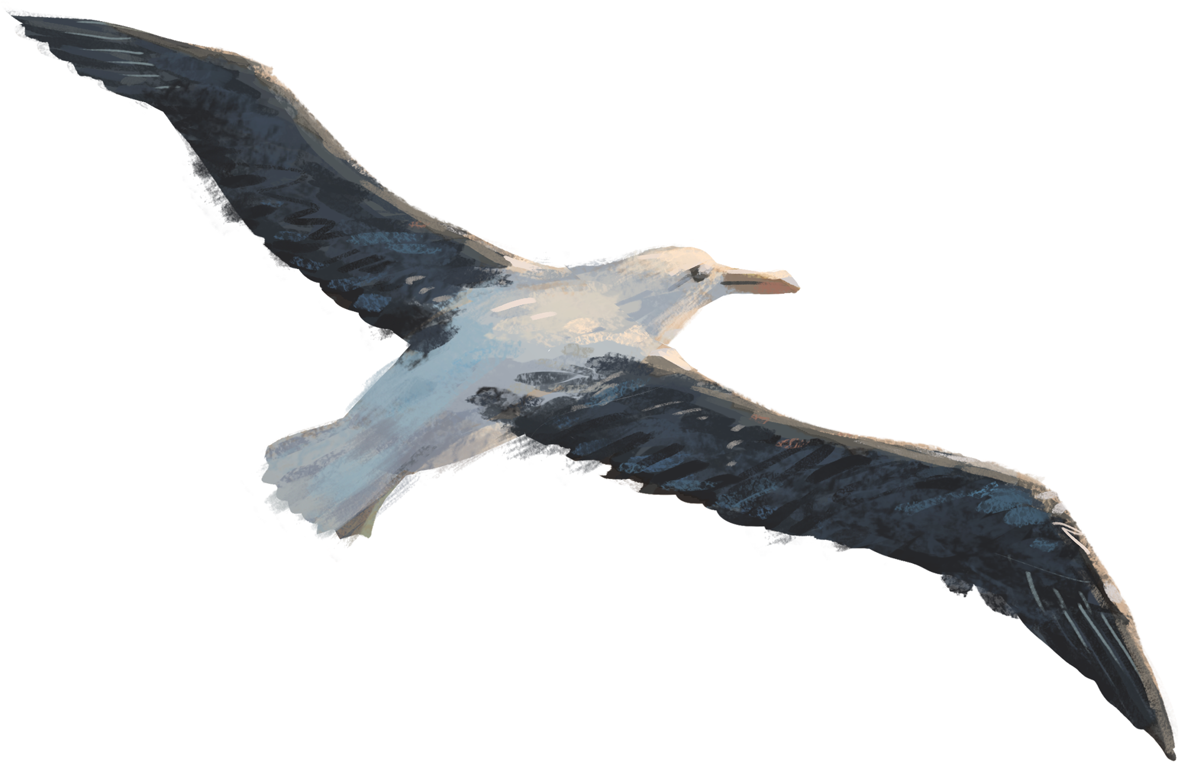 Flight Gliding - Gliding Flight (2372x1548), Png Download