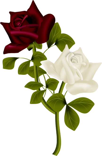 Фото, Автор Cutepictures На Яндекс - ดอก กุหลาบ .png (433x663), Png Download