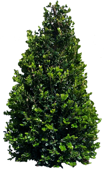 Close - Bush Without Background Png (366x600), Png Download