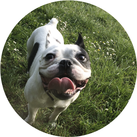 51 - French Bulldog (500x500), Png Download