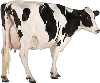 8 Dairy Cows - Listening To Sounds (400x400), Png Download