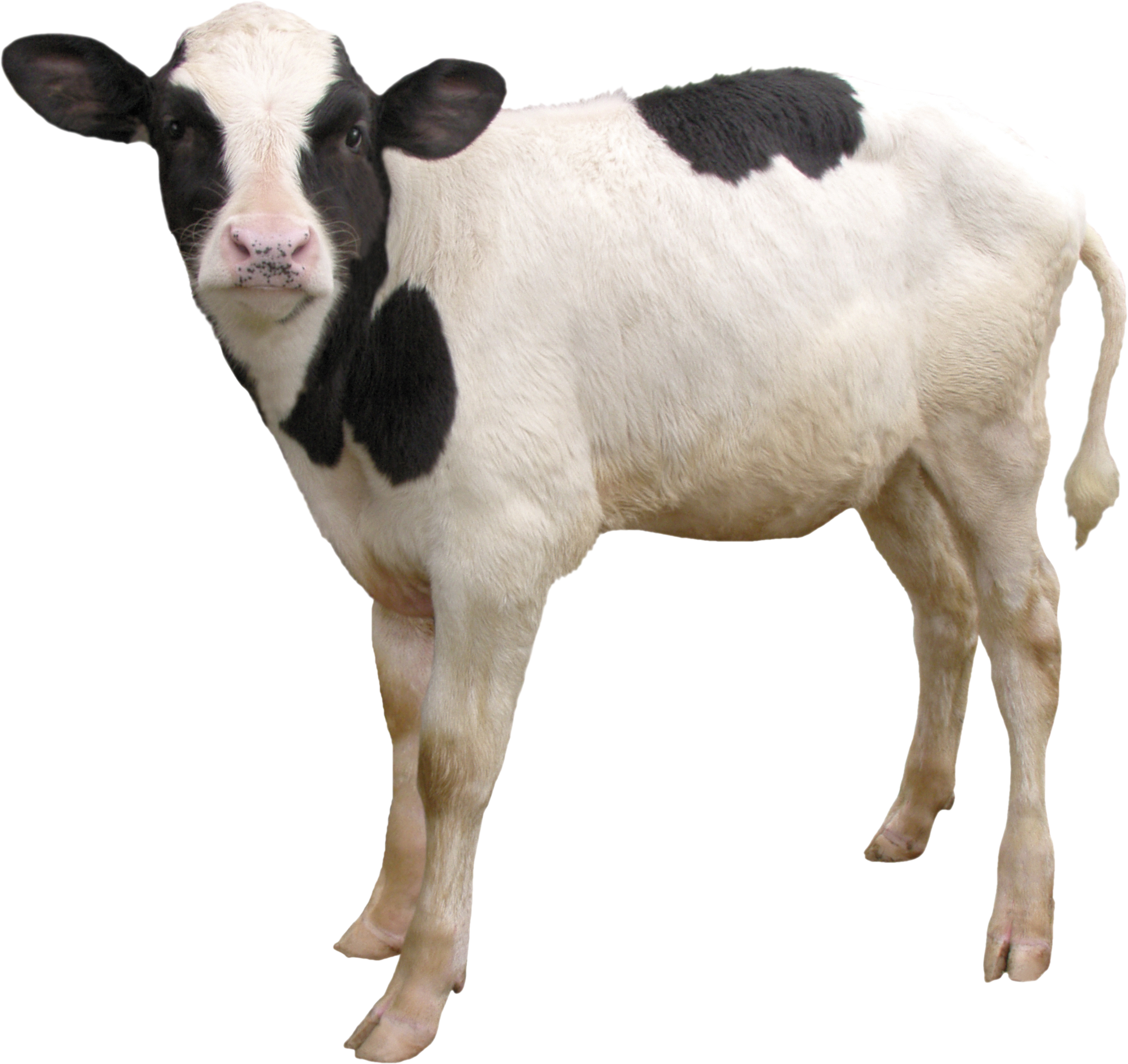 Cow Png - Calf Png (2576x2432), Png Download
