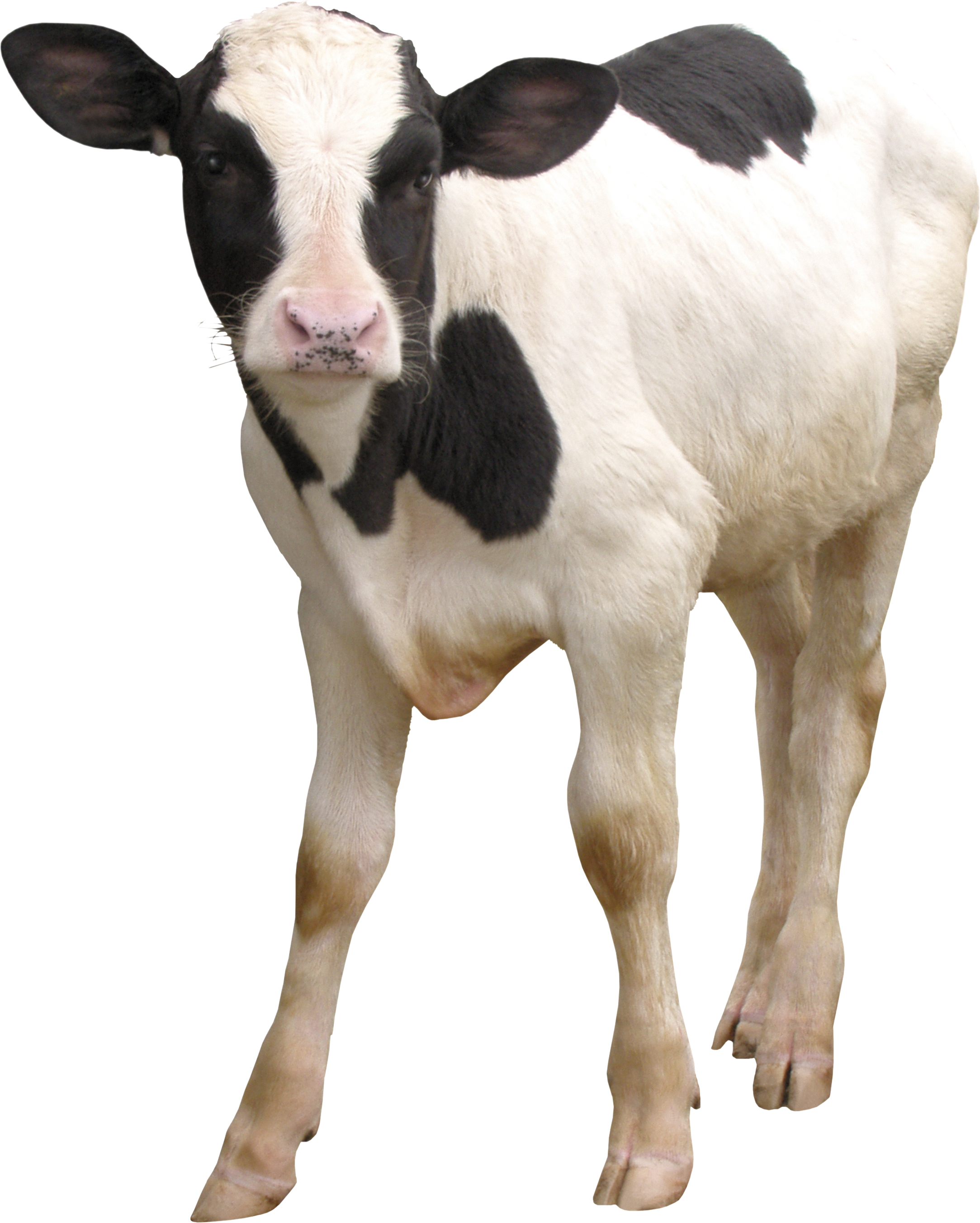 Cow Png - Dairy Cattle (2167x2705), Png Download