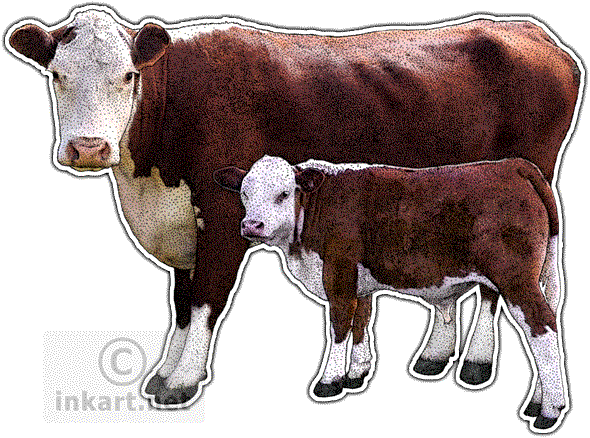 Hereford Cow Decal - Hereford Cattle Png (590x438), Png Download
