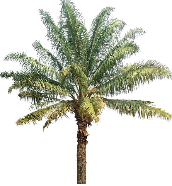 Oil Palm Tree Png (587x634), Png Download
