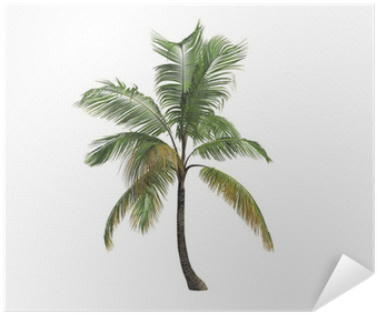 Attalea Speciosa (400x400), Png Download