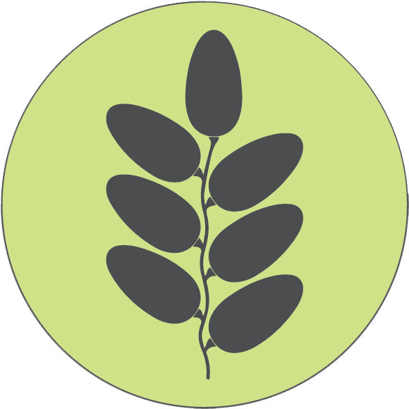 Distinguished Producers In Date Palm Sector - Wheat (592x592), Png Download