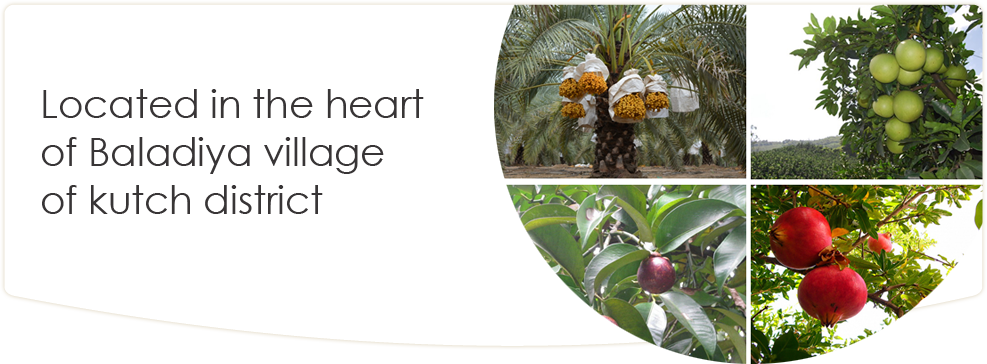 Prevnext - Seeds And Things Organic Pomegranate 30 Plus Seeds (987x364), Png Download