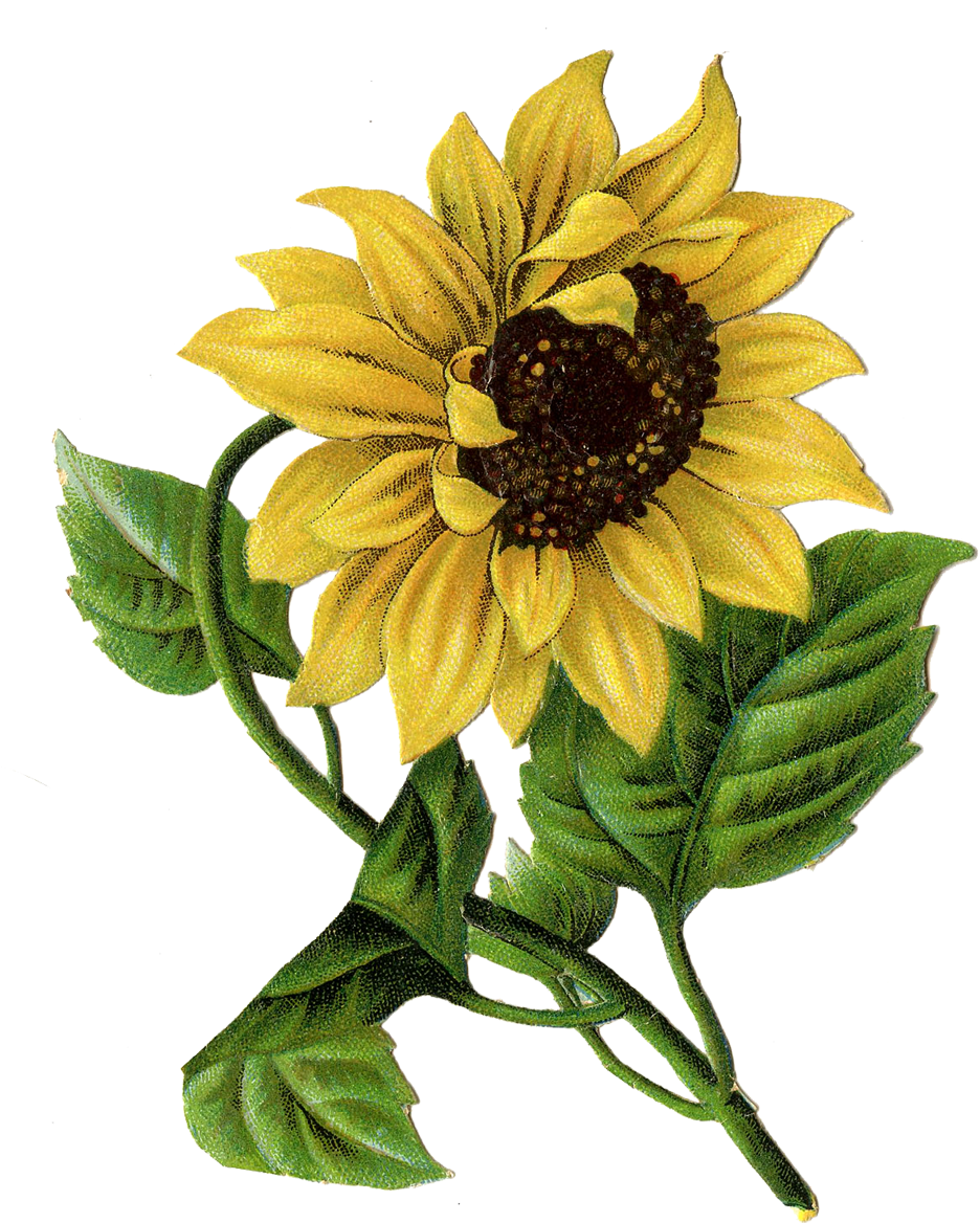 Items Similar To Vintage Image Of Sun Flower - Vintage Sunflower Art (992x1200), Png Download