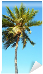 Attalea Speciosa (400x400), Png Download