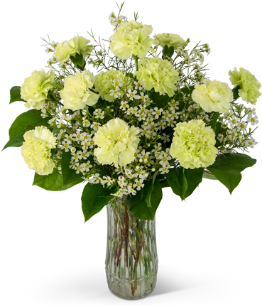A Dozen Sweet Green Carnations - Ohio (368x460), Png Download