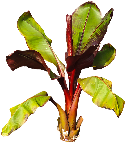 Nature, Plant, Banana, Banana Shrub, Leaves Perennial - Planta De Platano Png (652x720), Png Download