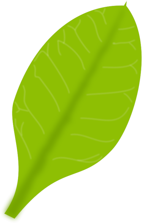 Daun Cartoon Png (660x800), Png Download
