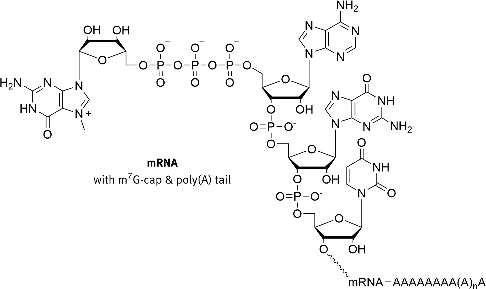 5 Prime Cap - Guanine Cap (1703x1022), Png Download