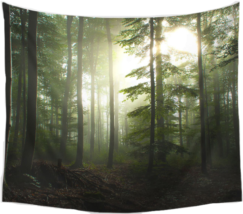 Nature Decor, Wall Decor, Dawn Tapestry, Beautiful - Black Forest Germany Trails (530x530), Png Download