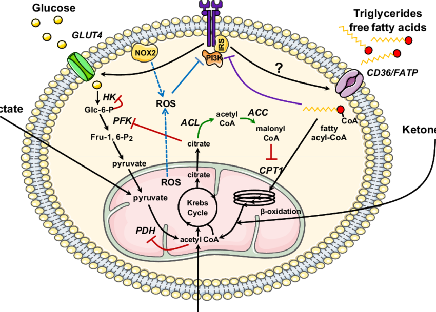 Metabolic Regulation In The Insulin Resistant Heart - Metabolism (850x609), Png Download