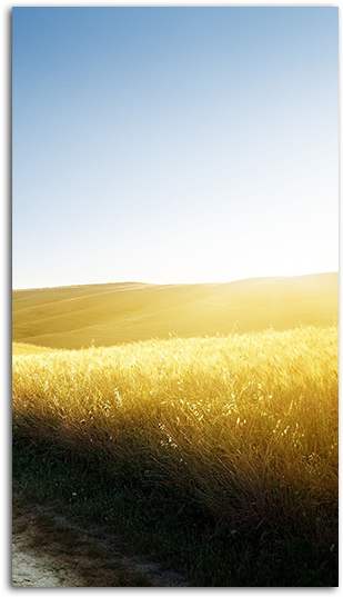 Country Road Mobile Wallpaper - Field (485x550), Png Download