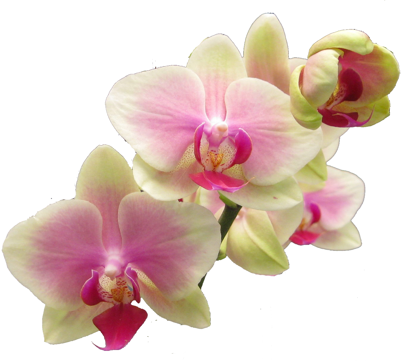 Flower - Realistic Flowers Clip Art (1391x1216), Png Download