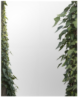 Vine (400x400), Png Download