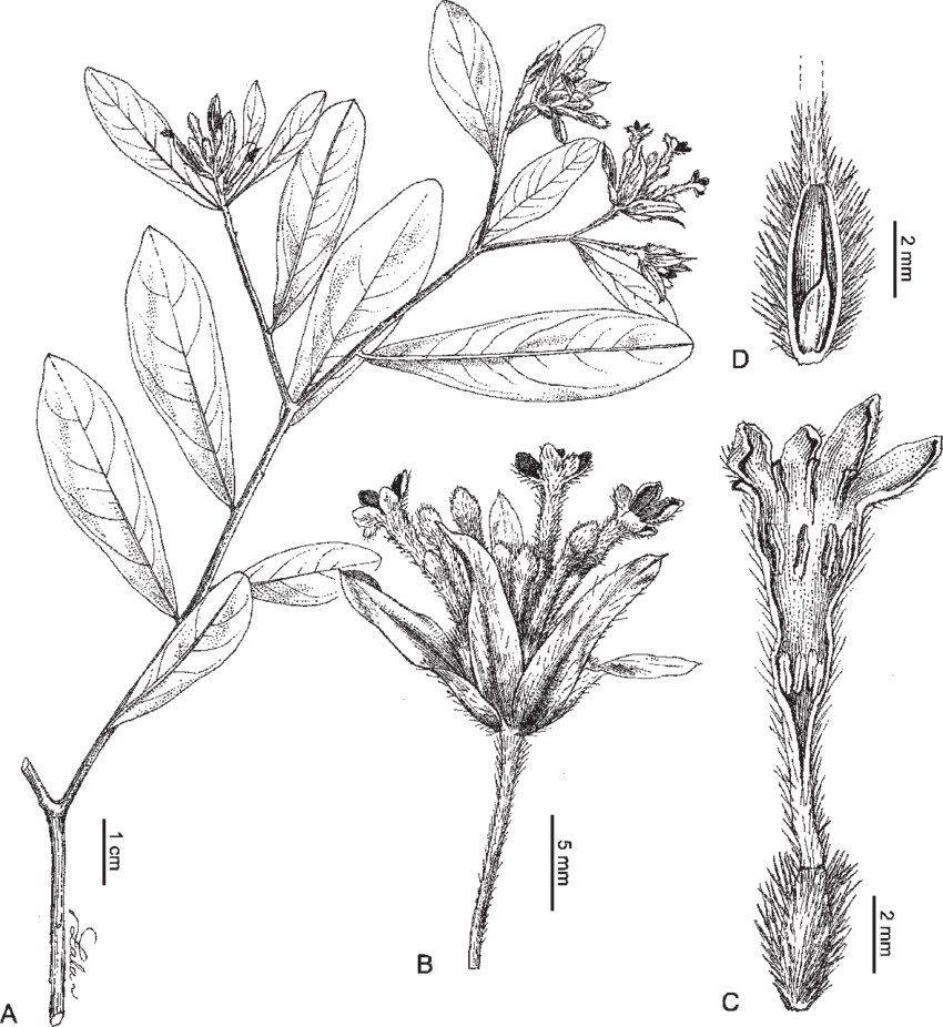 Gnidia Occidentalis Z - Aletris (850x926), Png Download