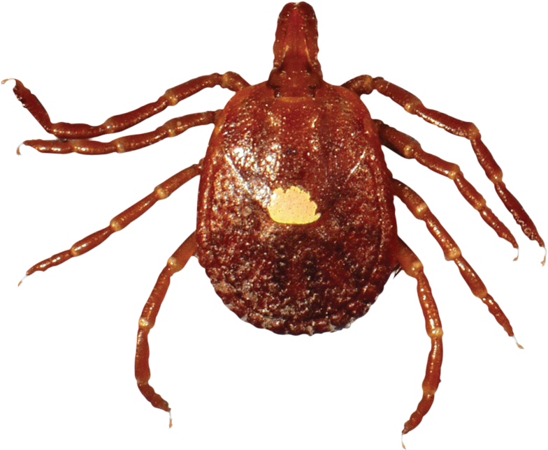 Lone Star Tick - Tique Étoilée D Amérique (1038x780), Png Download