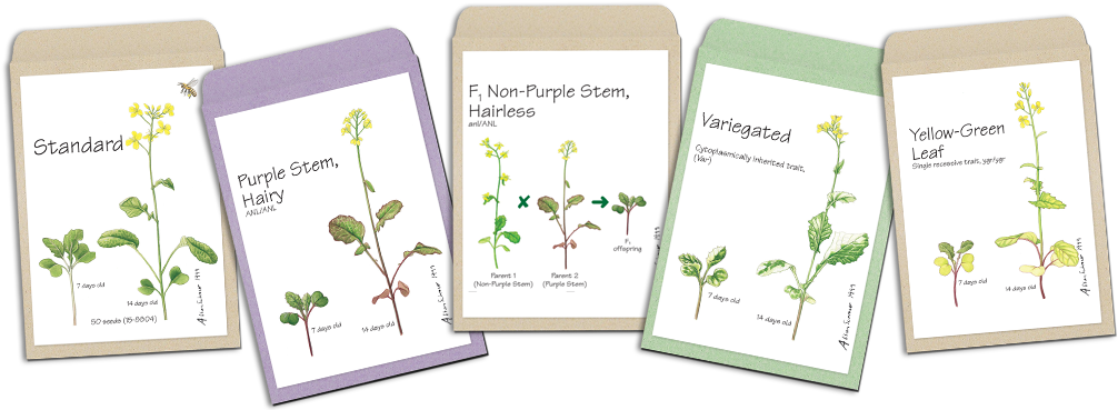 View All Seed Varieties - Wisconsin Fast Plants Standard Seed (improved Basic, (1020x370), Png Download