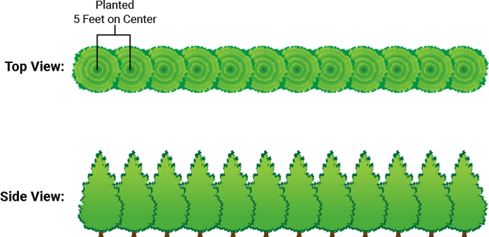 Thuja Green Giant Privacy Evergreen Single Row - Garden (700x339), Png Download