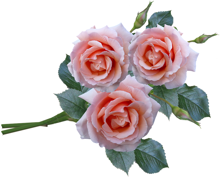 Roses, Bunch, Stem, Flowers, Garden - Rose (896x720), Png Download