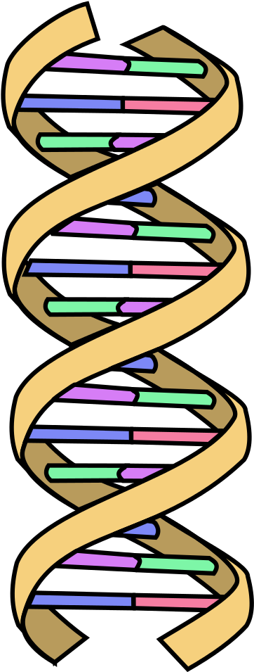 Dna Clipart Wikipedia - Simple Dna (432x1023), Png Download