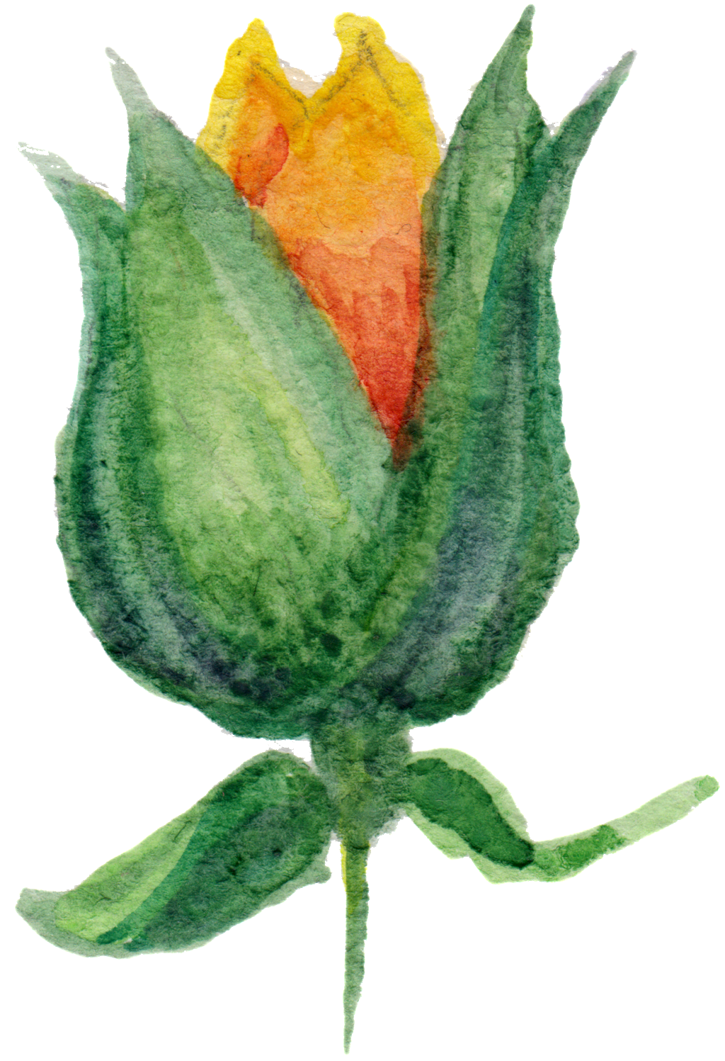 Not Blooming Yellow Flower Cartoon Transparent - Flower (1024x1497), Png Download